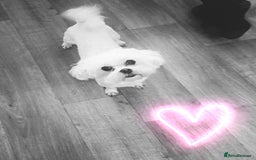 Maltipoo dogs for sale: F1 dna tested maltipoos - Image 9