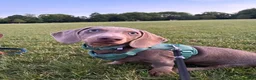 Dachshund dogs for sale: Isabella & Tan Dachshund boy in Rochester - Advert 3