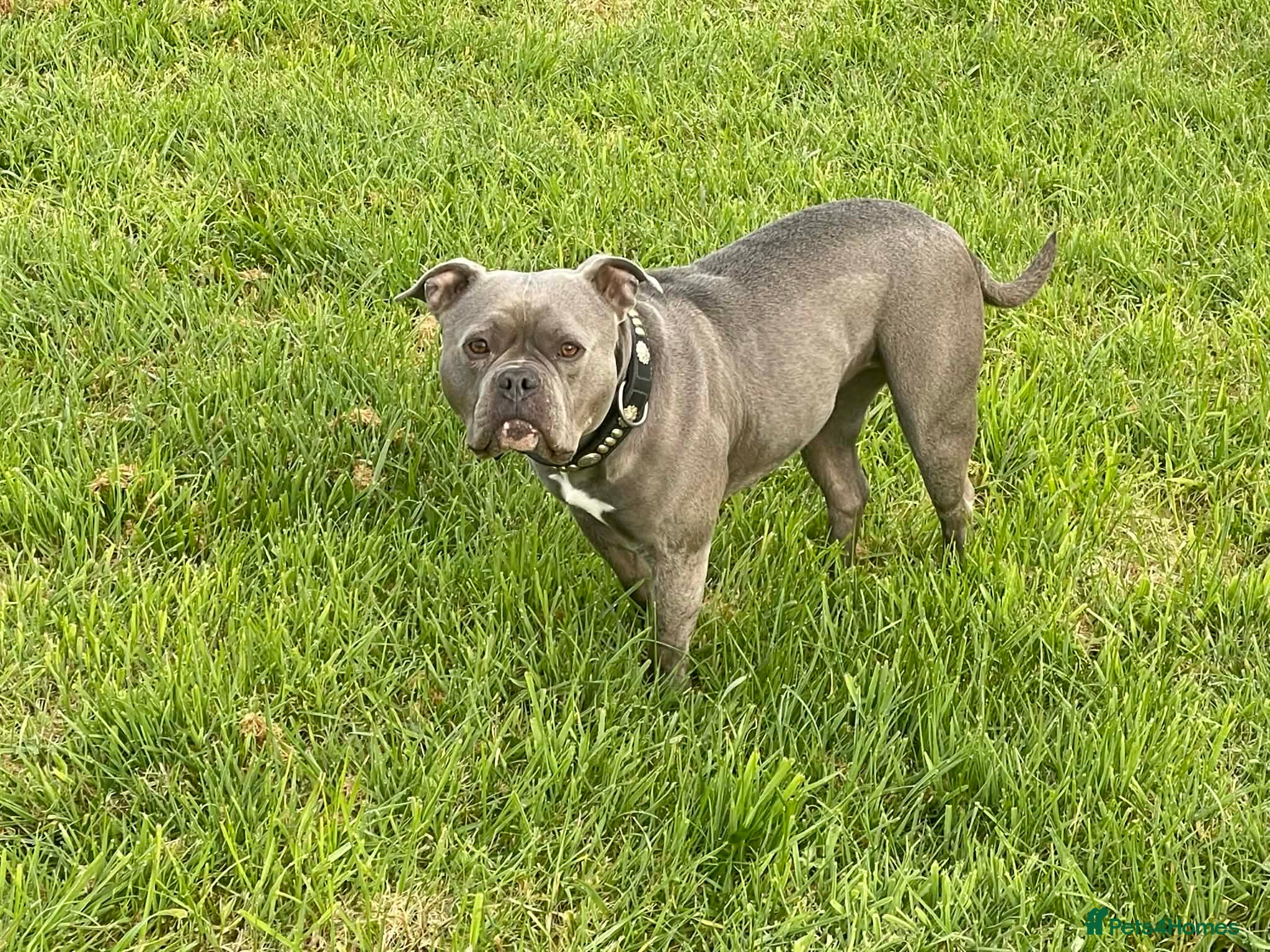 American Bully dogs Stunning Blue Pocket Bully ABKC - Advert 8