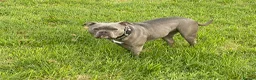 American Bully dogs for sale: Stunning Blue Pocket Bully ABKC - Advert 1