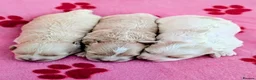 Maltipoo dogs for sale: Toy Maltipoo puppies - DNA health tested parents! - Advert 6