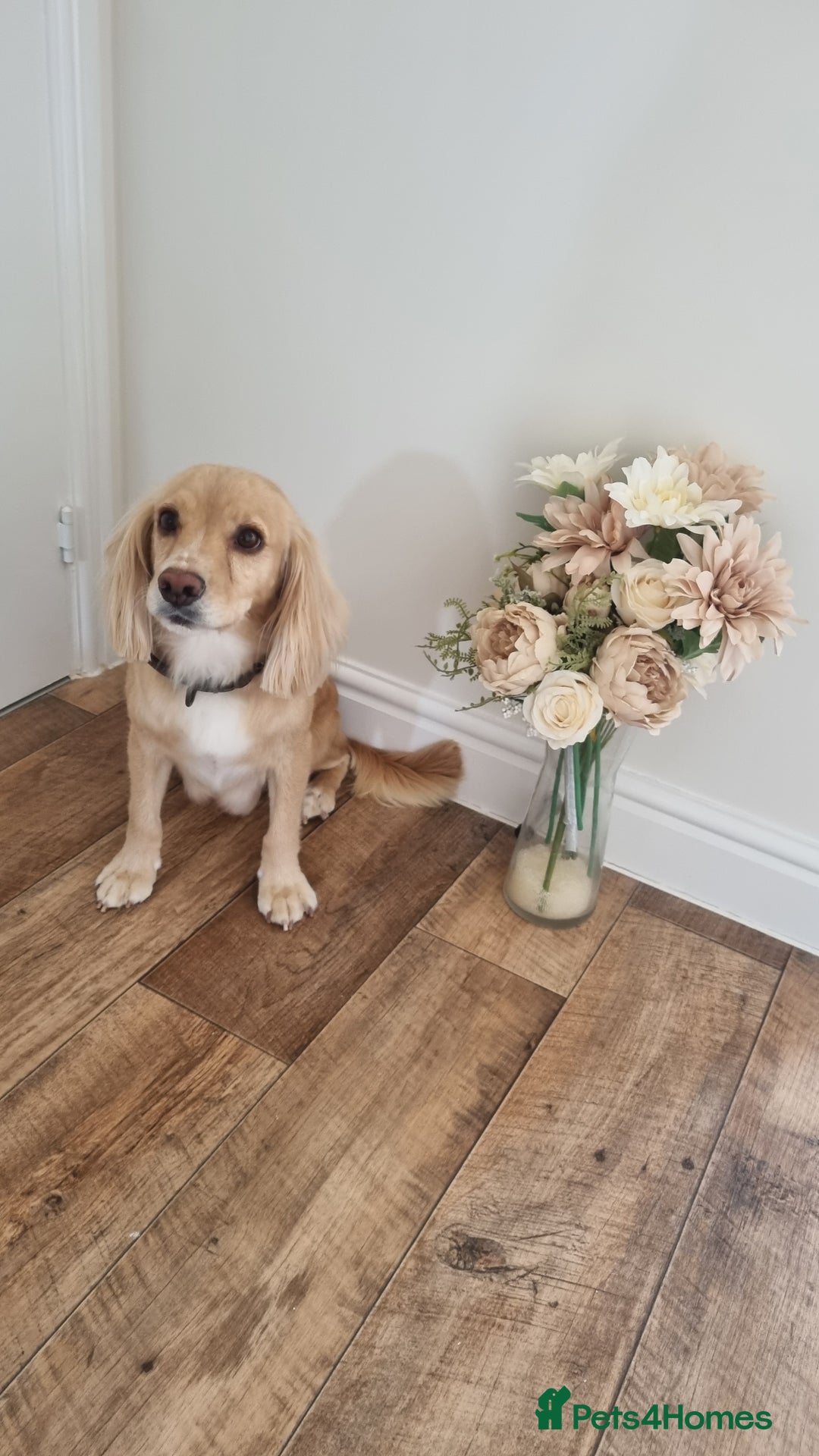 Cocker Spaniel dogs for sale: Stunning gold working cocker spaniel puppies!! - Image 12