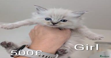 Ragdoll cats Ragdoll  - Advert 5