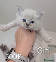 Ragdoll cats Ragdoll - Advert 7