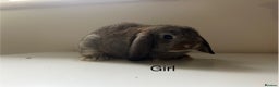 Mini Lop rabbits for sale: Mini lops available  - Advert 23