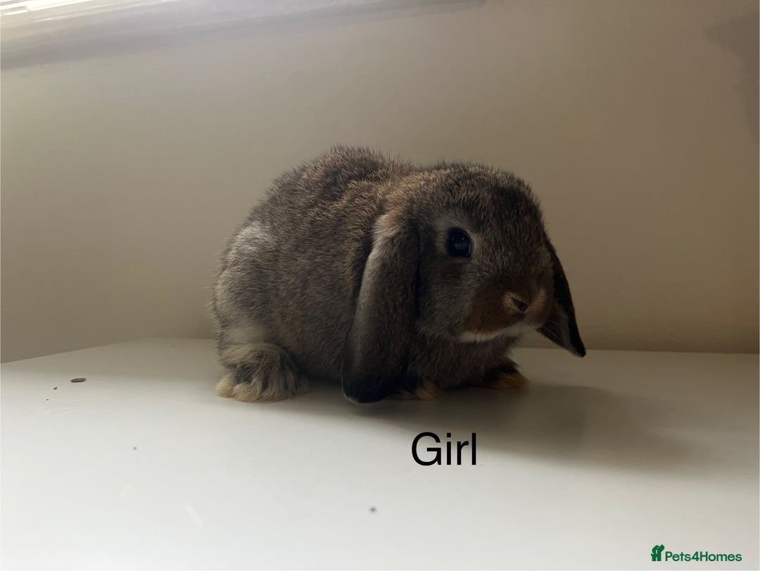 Mini Lop rabbits for sale: Mini lops available  - Advert 23