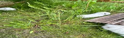 Guinea Pig rodents for sale: Two Swiss/ otter coloured boys for sale - 7 weeks - Advert 3