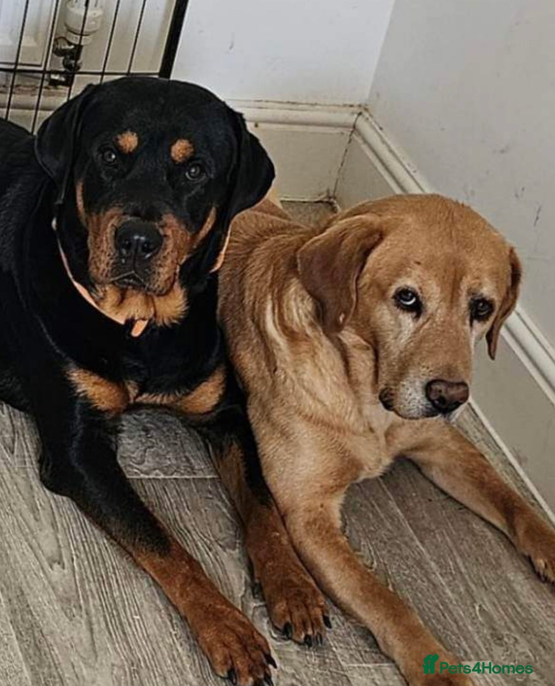 Rottweiler dogs for stud: Beautiful Rottweiler for stud  - Advert 6