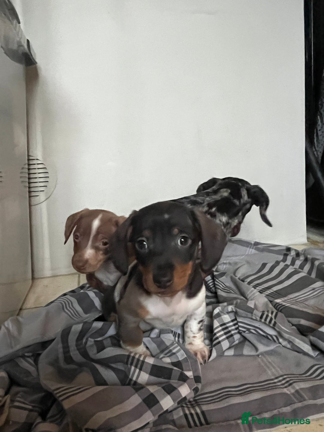 Miniature Dachshund dogs for sale: 💞Ready now Miniature dachshund 💞 - Advert 13
