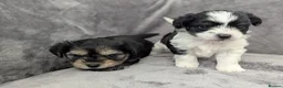 Chorkie dogs for sale: Chorkie puppies  - Advert 9