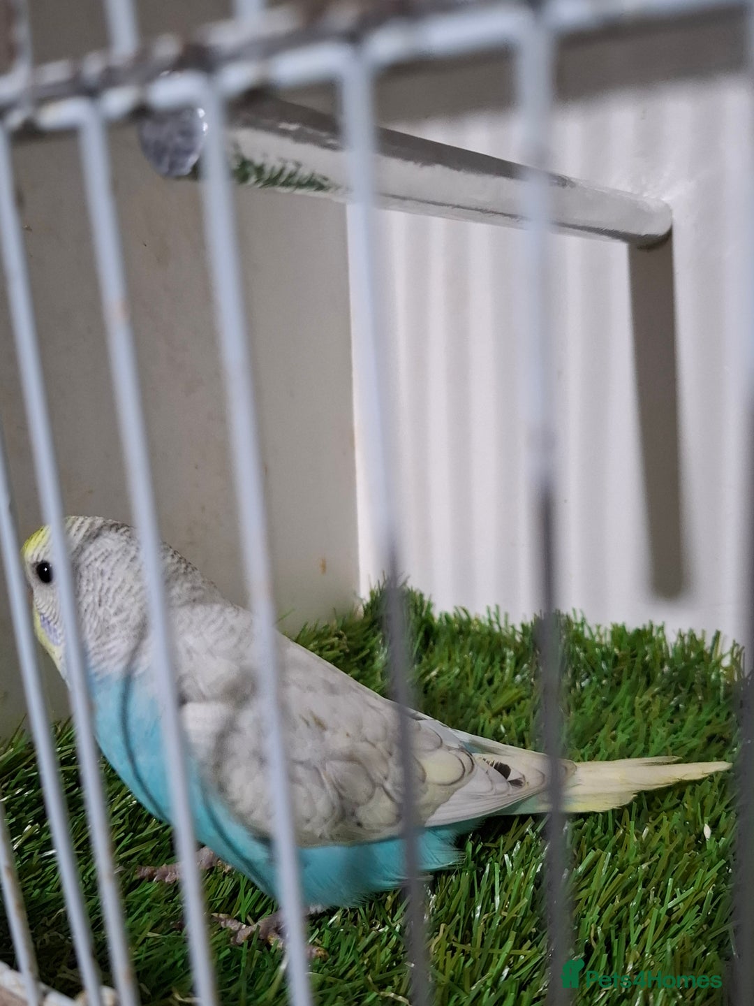 Budgerigars birds for sale: Budgies for sale  - Advert 20