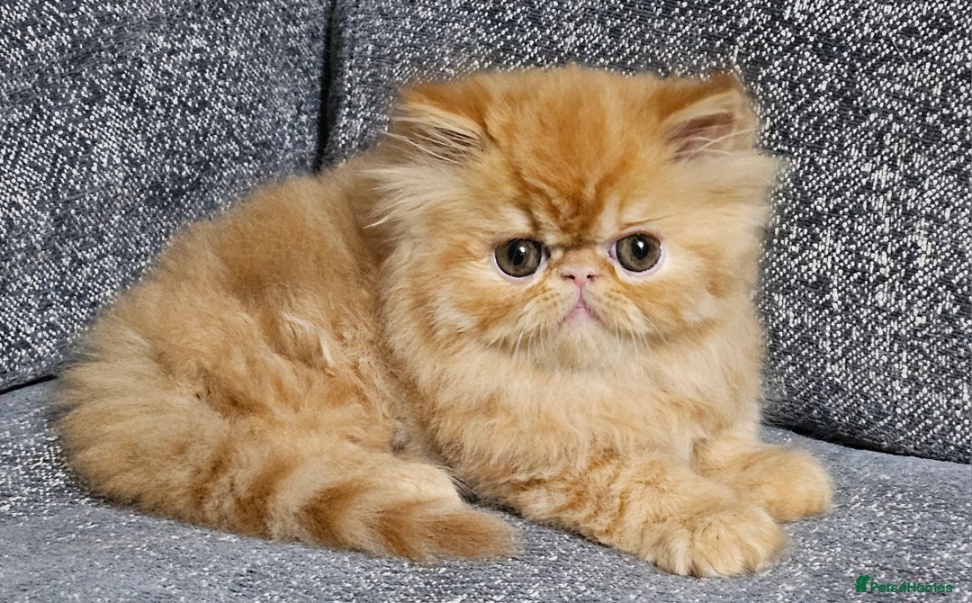 Persian cats for sale: 2 X RED, WHITE MALE PURE PERSIAN KITTENS  - Image 16
