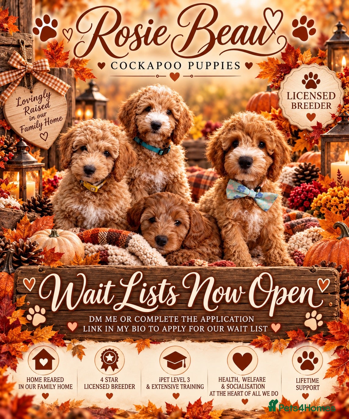 Cockapoo dogs Cockapoo puppy wait lists open  - Advert 1