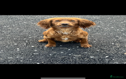 Cocker Spaniel dogs for stud: KC REGISTERED RED COCKER SPANIEL STUD PROVEN in Southampton - Image 4