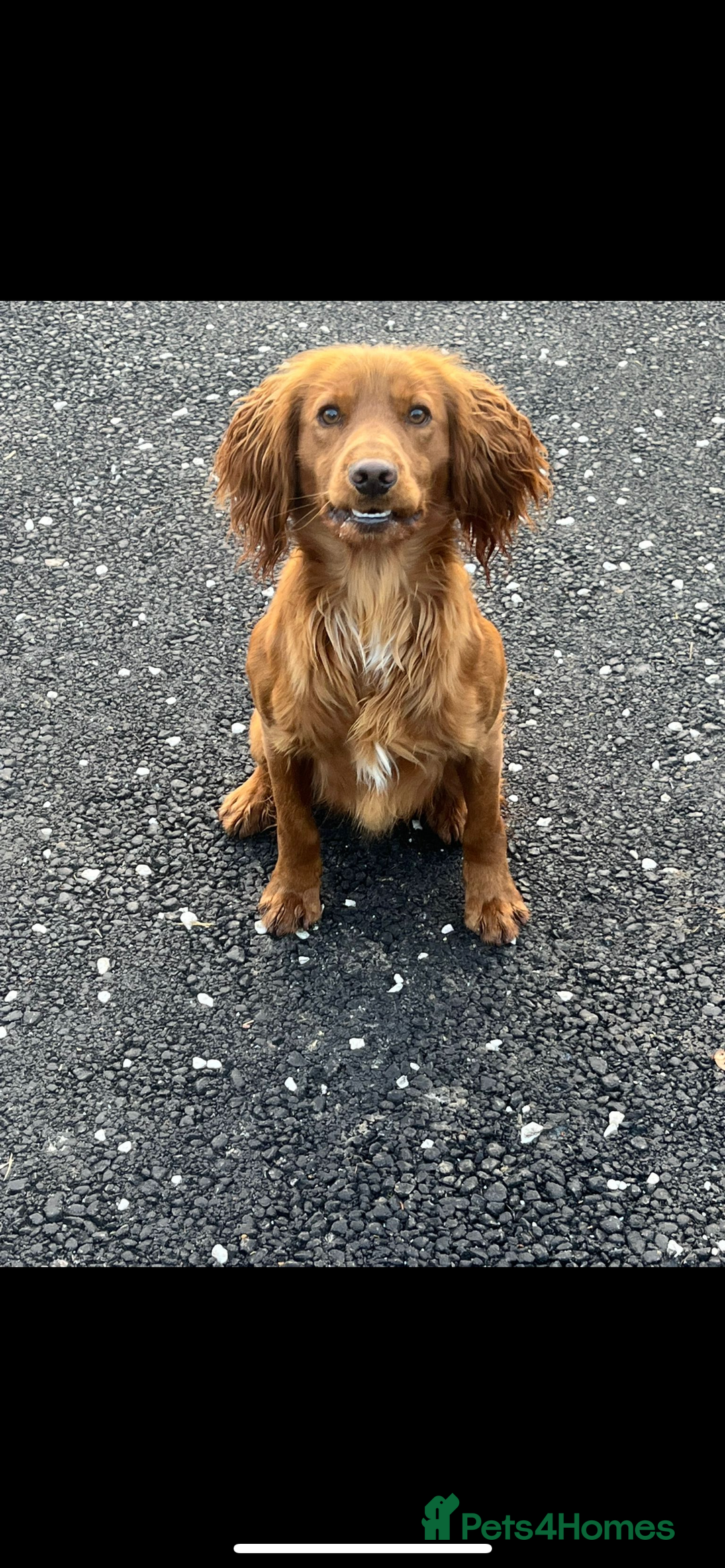 Cocker Spaniel dogs for stud: KC REGISTERED RED COCKER SPANIEL STUD PROVEN in Southampton - Image 4