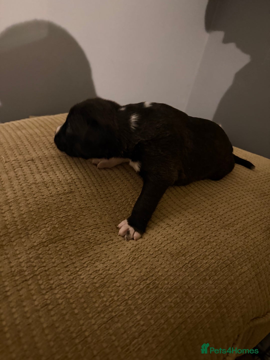 Mixed Breed dogs for sale: Puppies  - Advert 9