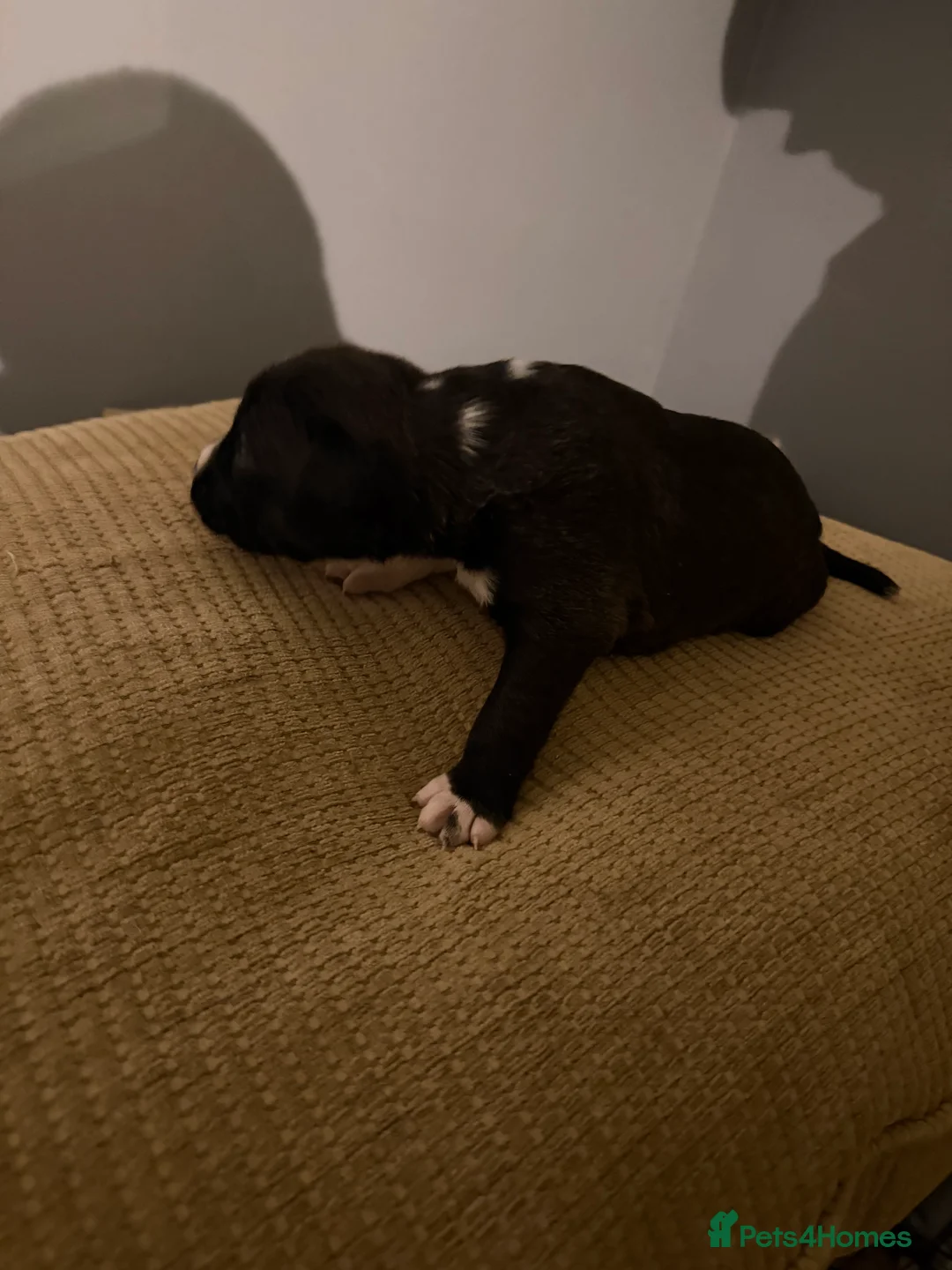 Mixed Breed dogs for sale: Puppies  - Advert 9