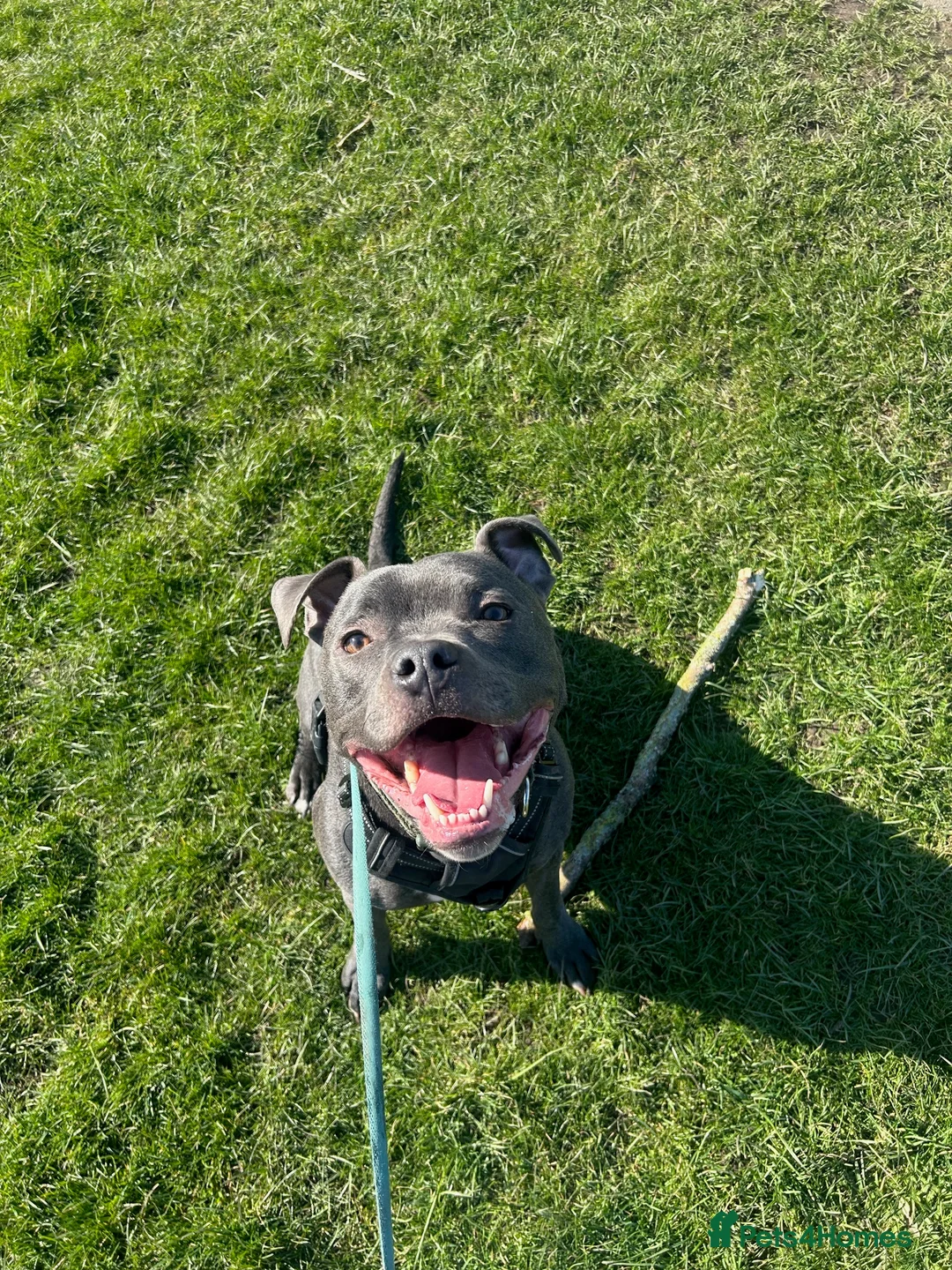 Staffordshire Bull Terrier dogs for sale: Staffordshire Bull Terrier - Advert 2