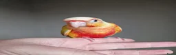 Conures birds for sale: Super adorable fully hand reared baby conures  - Advert 10