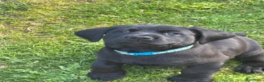 Labrador Retriever Puppy 6