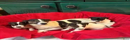 Jack Russell dogs for sale: Gorgeous Jack Russell puppies  in Carmarthen - Advert 4