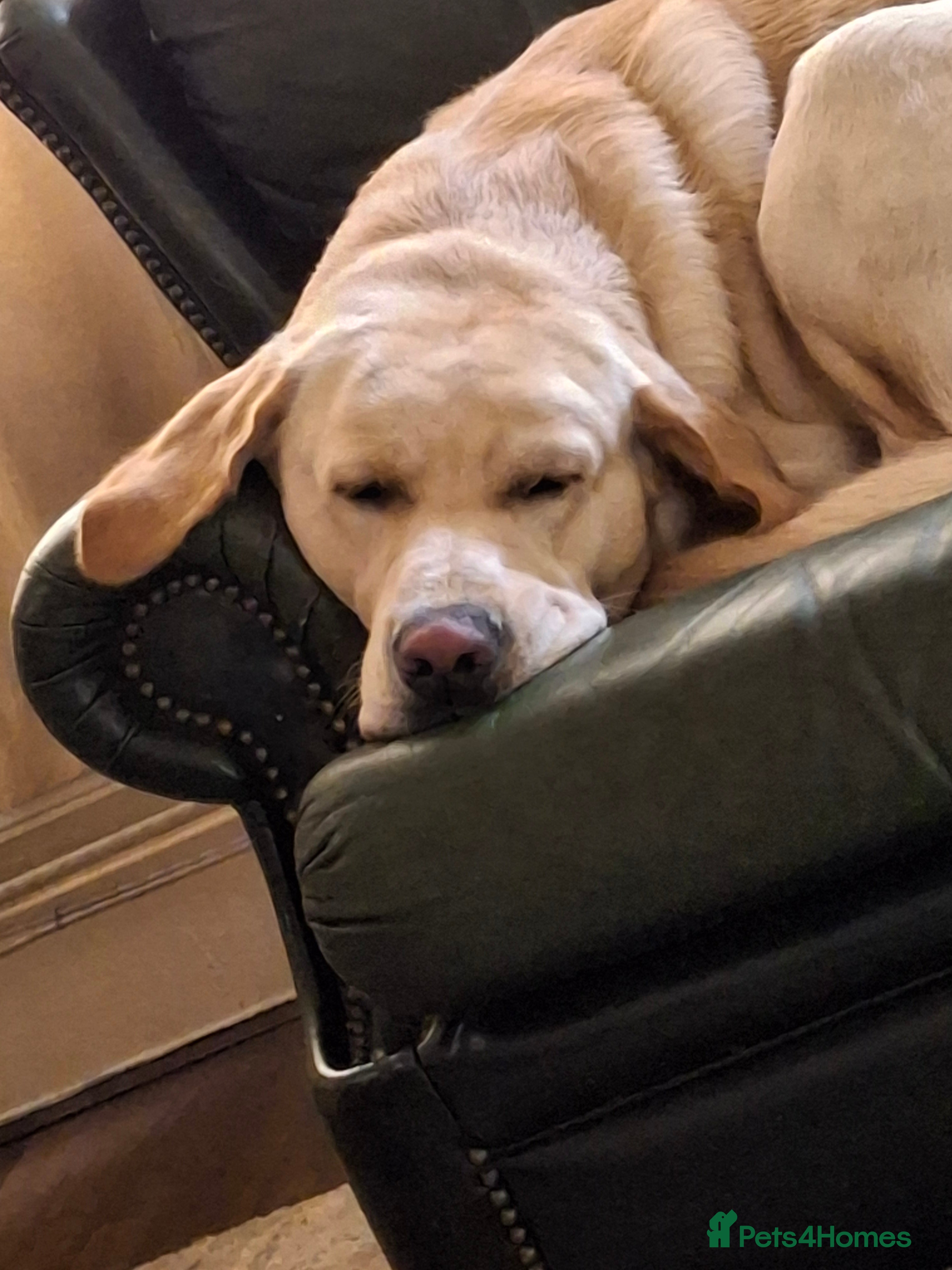 Labrador Retriever dogs Mr Leo - Advert 1