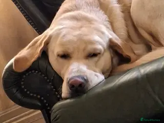 Labrador Retriever dogs Mr Leo - Advert 17