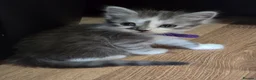 Mixed Breed cats for sale: Ragdoll X kittens  in Ringwood - Advert 9