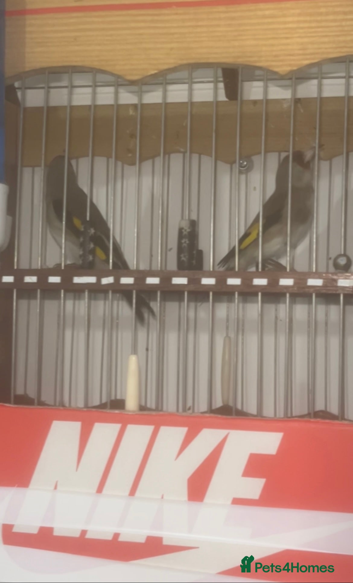 Finches birds Himalayan grey goldfinches  - Advert 1