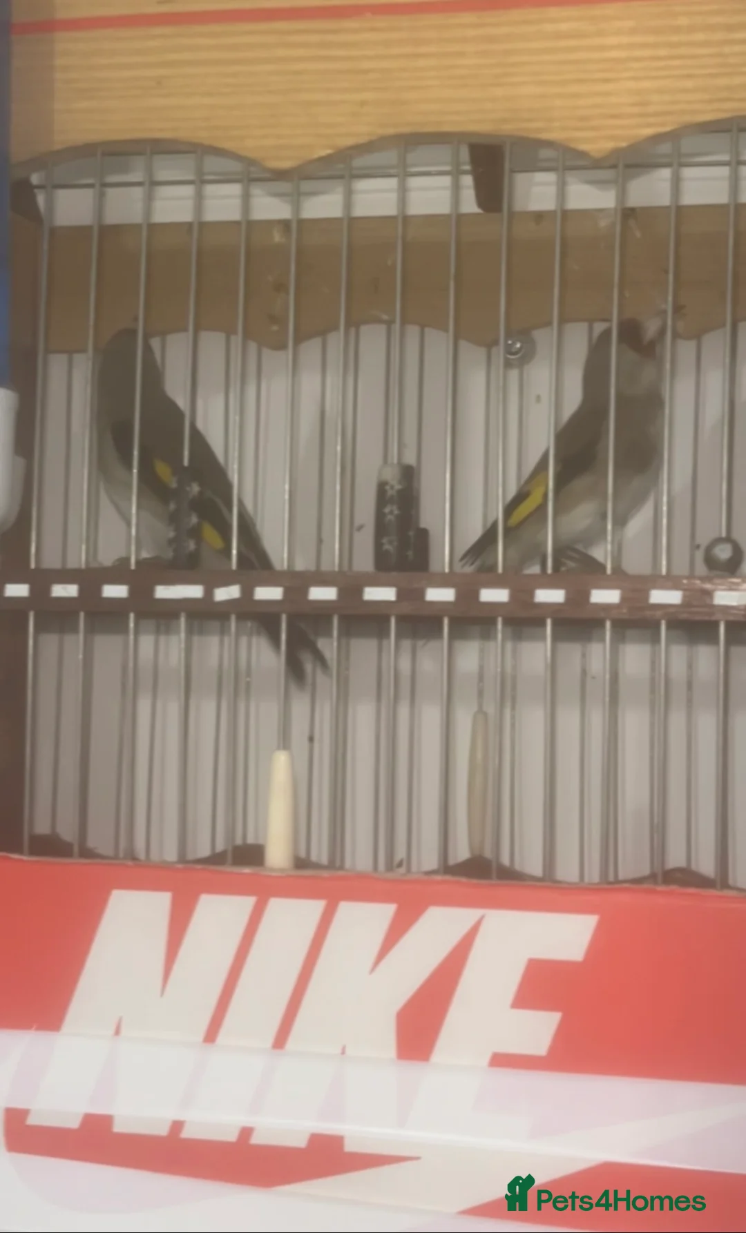 Finches birds for sale: Himalayan grey goldfinches  - Advert 1