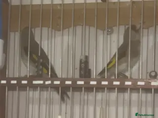 Finches birds Himalayan grey goldfinches - Advert 15