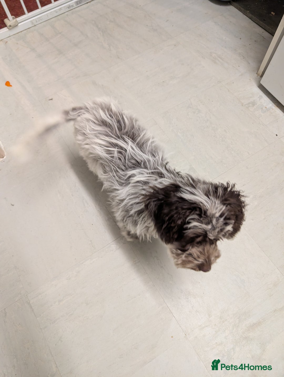 Cockapoo dogs for sale: Stunning chocolate roan Female F1 cockapoo  - Advert 6