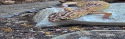 Leopard Gecko reptiles for sale: 2 leopard geckos and set up £150 in Basildon - Advert 4