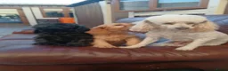 Cavapoo dogs for sale: Cavapoo  in Manchester - Advert 2