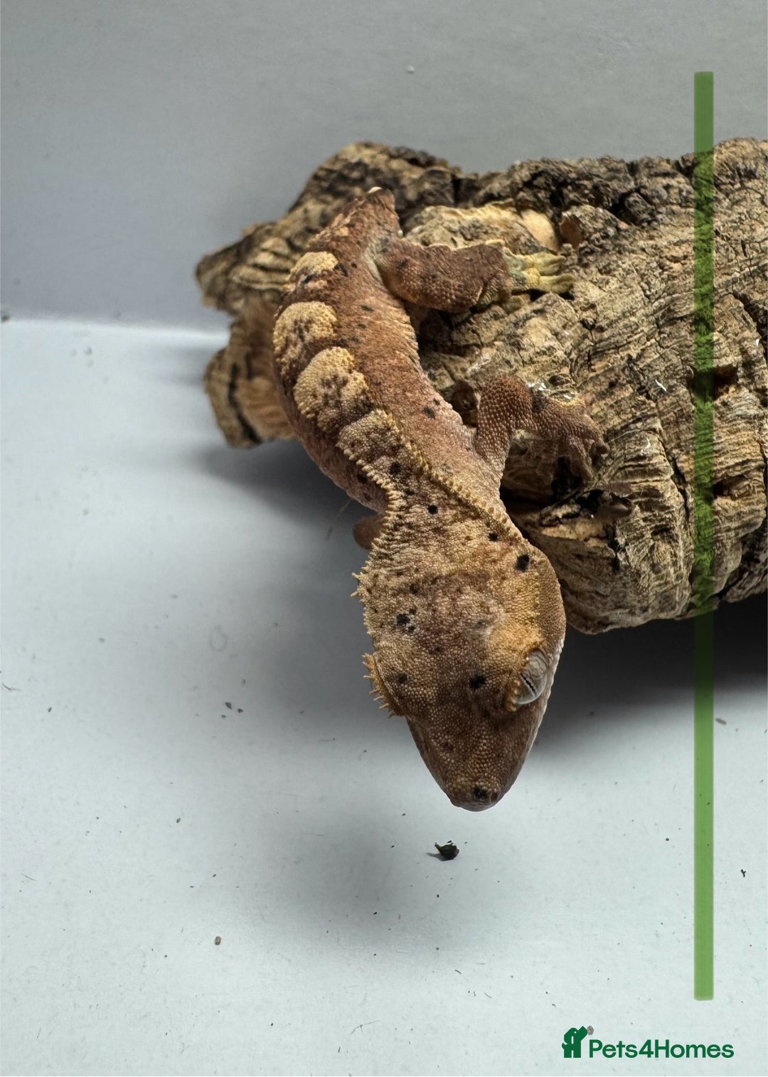 Gecko reptiles for sale: Baby Crested Geckos for Sale – Multiple Morphs  - Advert 7