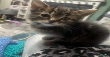 Domestic Shorthair cats - Advert 4