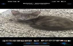 Mixed Breed cats for sale: Delightful Rag-doll Mixed Breed Kittens READY NOW! - Image 19