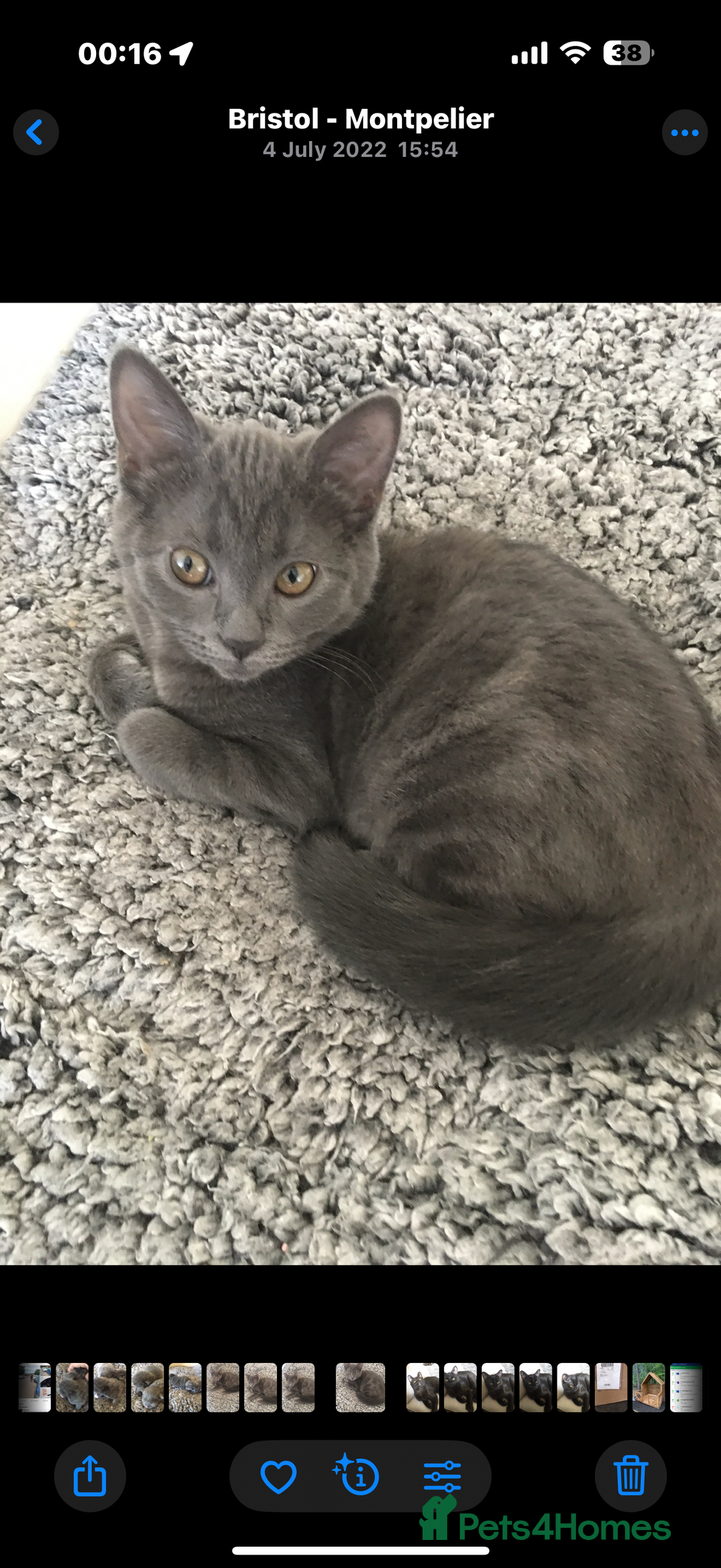 Mixed Breed cats for sale: Delightful Rag-doll Mixed Breed Kittens READY NOW! - Image 19