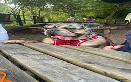 English Bulldog dogs for sale: Merle Bulldog - Image 3