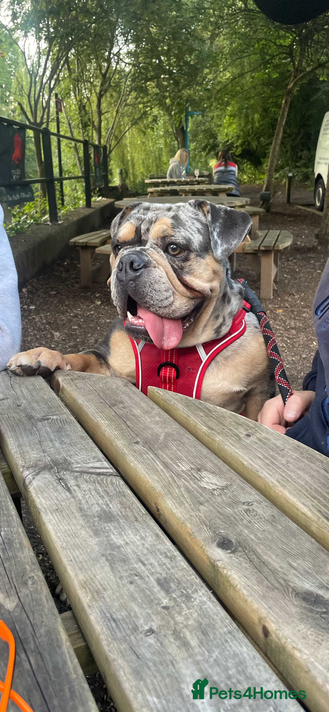 English Bulldog dogs for sale: Merle Bulldog - Image 3