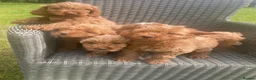 Cockapoo dogs for sale: Adorable cockerpoos puppies - Advert 2