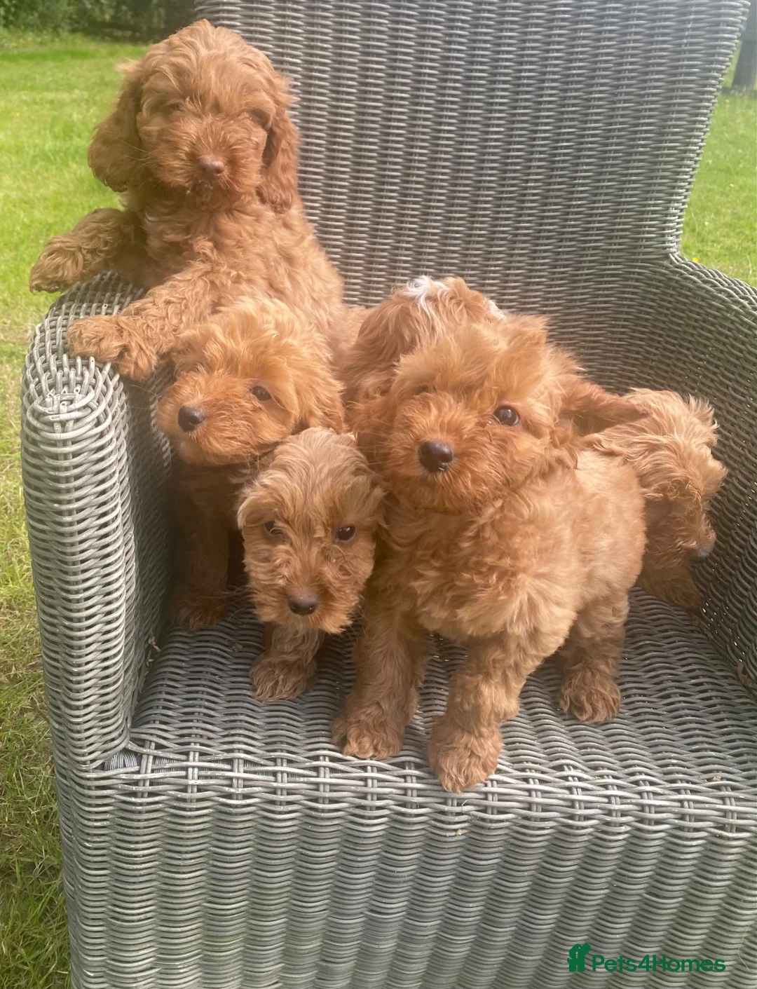 Cockapoo dogs for sale: Adorable cockerpoos puppies - Advert 2