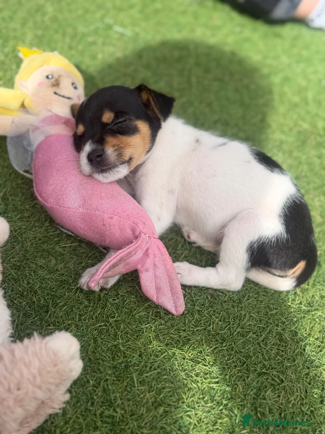 Jack Russell dogs for sale: 5 beautiful Jack Russell puppies  in Wickford - Advert 2