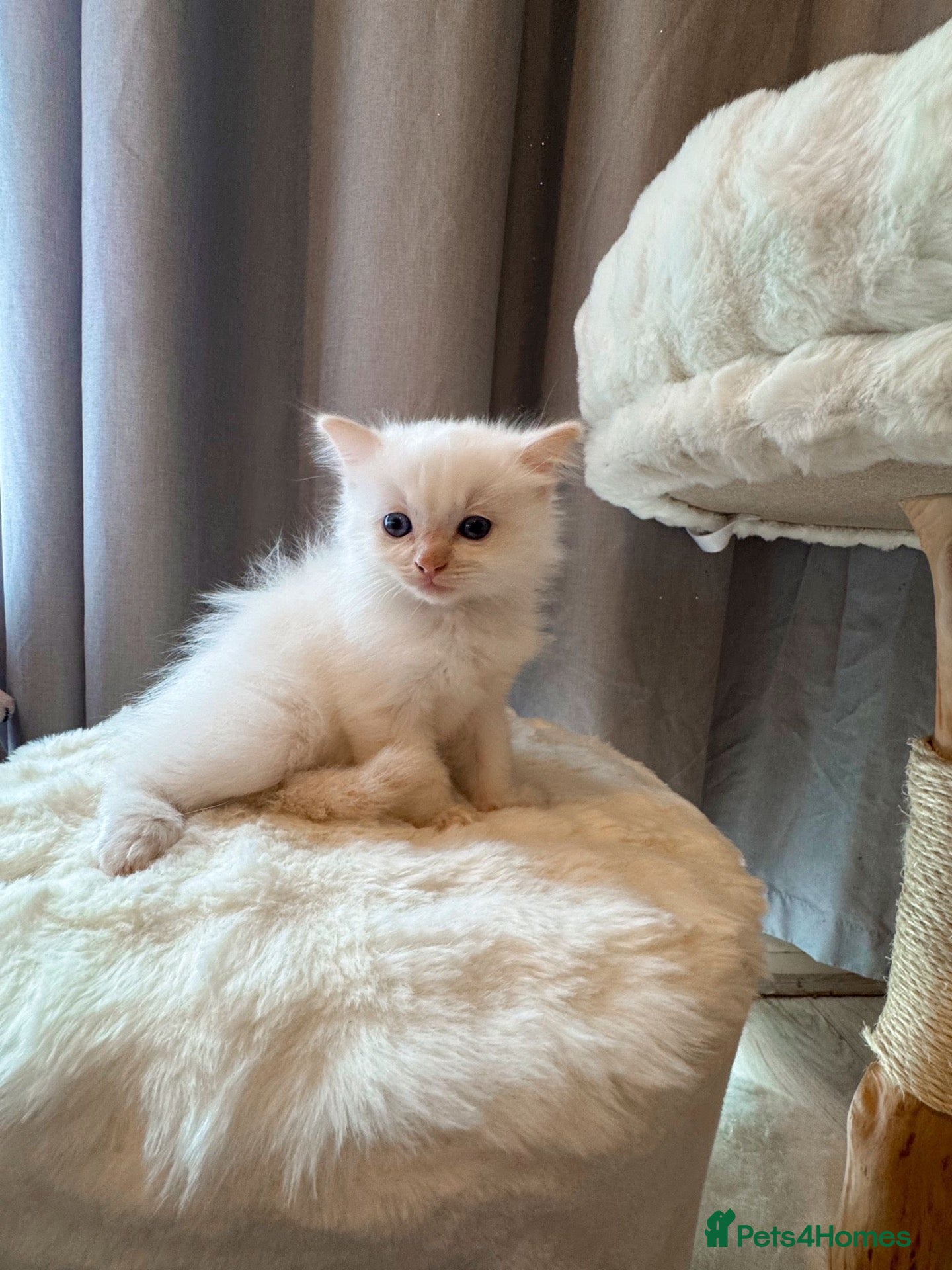 Ragdoll cats Pure Bred Female Ragdoll Kitten - Advert 11