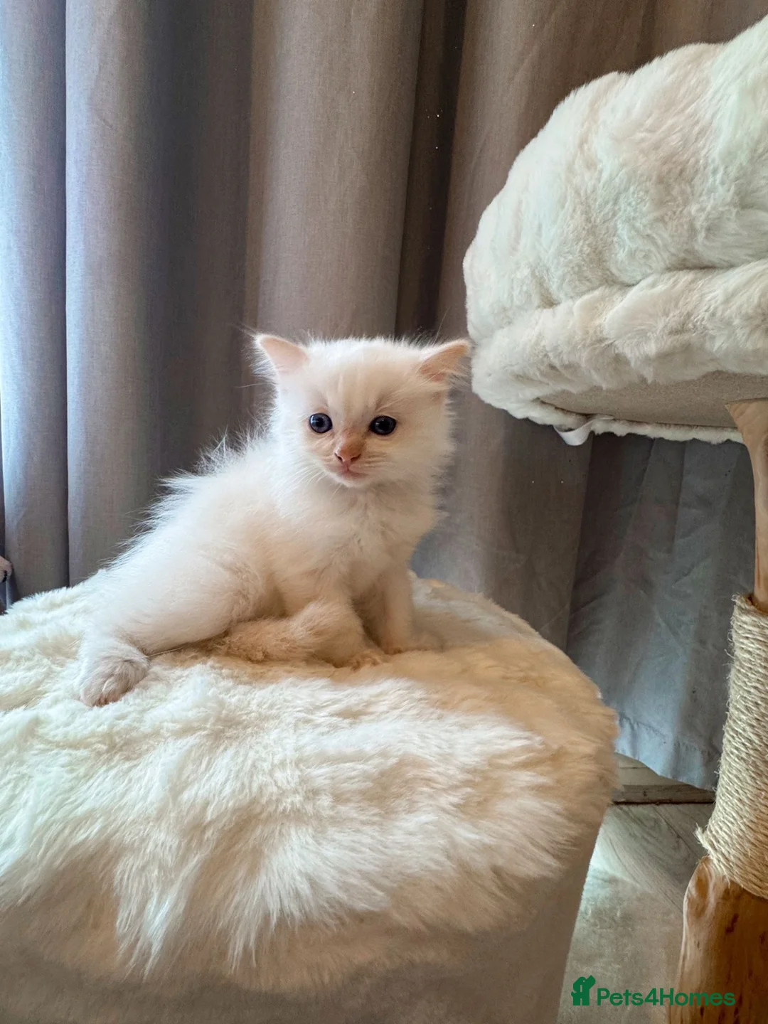Ragdoll cats for sale: Pure Bred Female Ragdoll Kitten - Advert 1