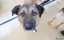 Mixed Breed dogs for adoption: Levi - Norwich Norfolk  - Image 10