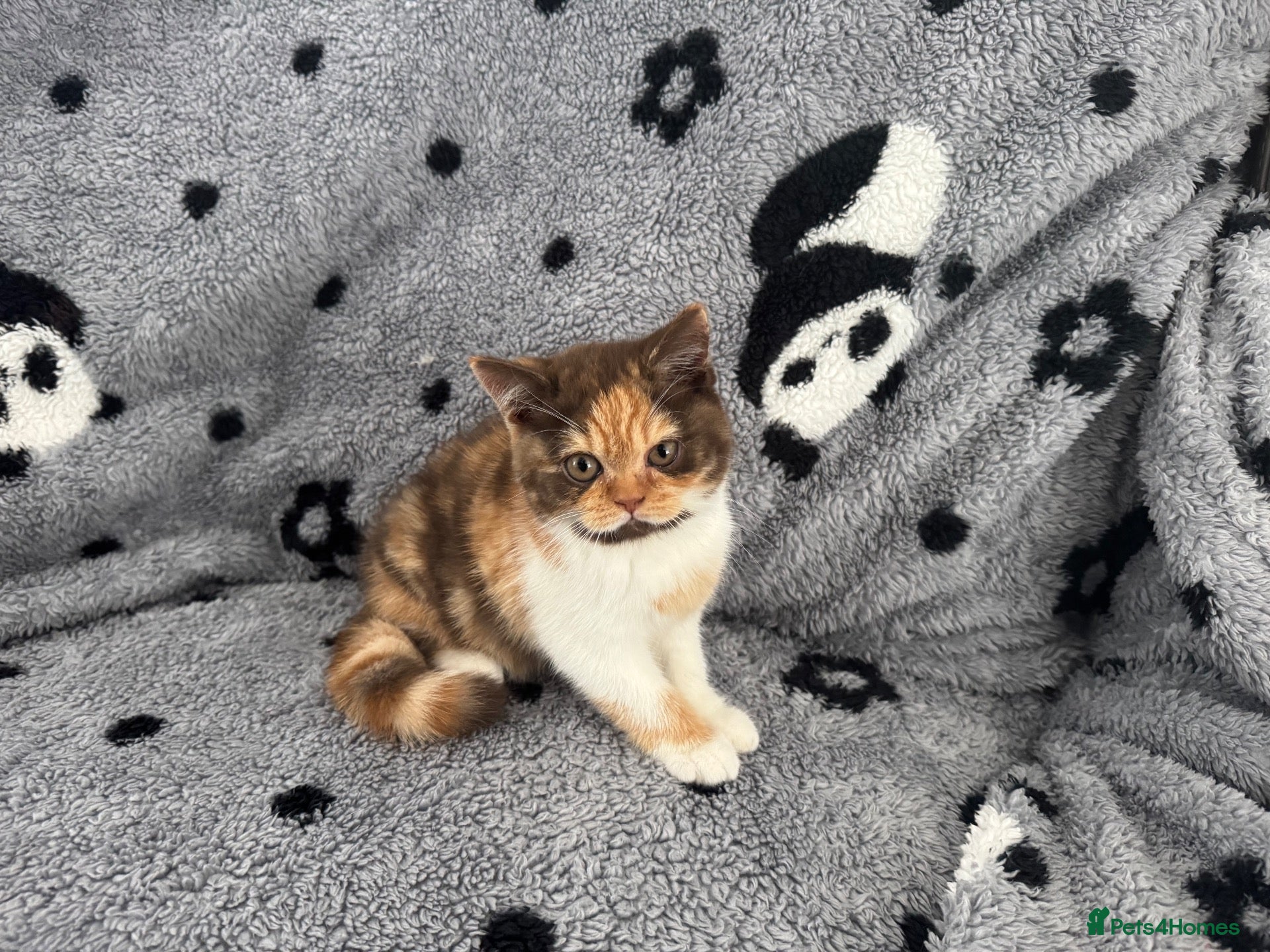 British Shorthair cats Stunning Gccf Registered British shorthair kittens - Advert 1