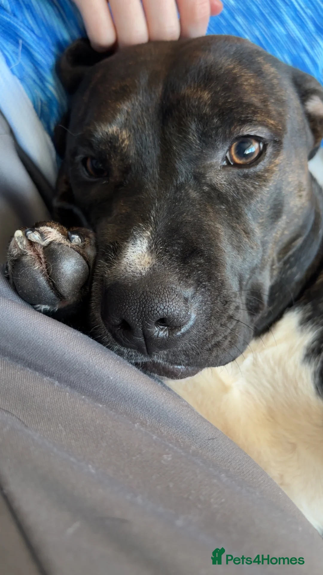 American Bull Staffy dogs for sale: loving home needed  in Fraserburgh - Advert 2