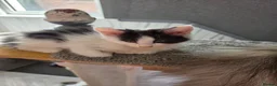 Maine Coon cats for sale: TICA REGISTERED STUNNING KITTENS  - Advert 13