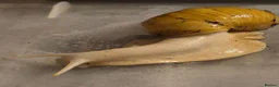 Snails invertebrates for sale: Baby Giant African land snail with temp. set up  - Advert 8